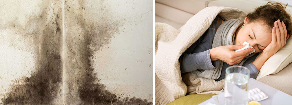Crawl Space Brothers - LC: A Basement Dehumidifier Can Prevent Health Problems