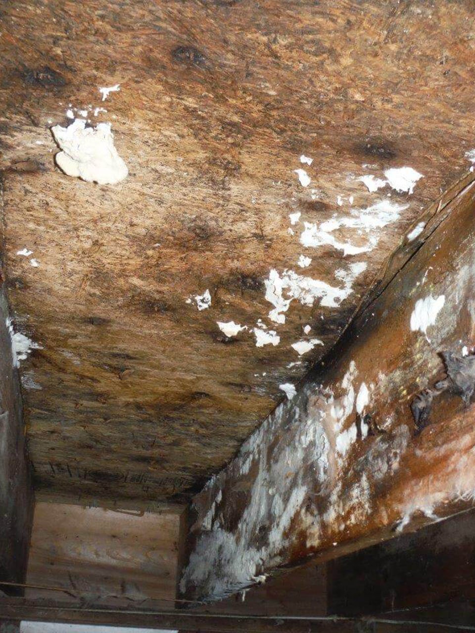Mold and Mildew