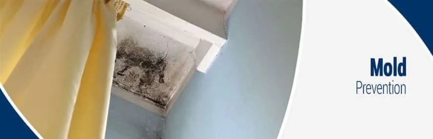 How To Prevent Mold & Mold Spores in Your Home?