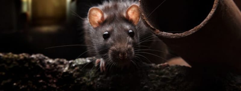 Rat in a crawl space
