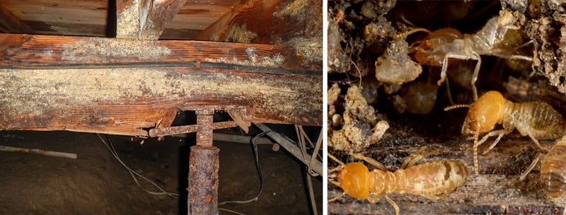 Rotting wood beam and termites in a damp crawl space