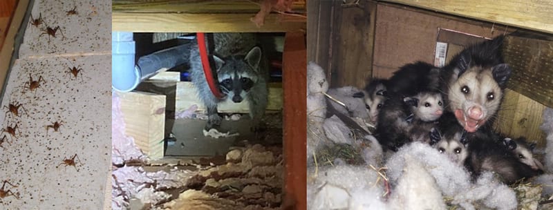 Spiders, a raccoon and opossums found living in crawl spaces