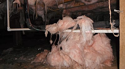 Damaged insulation hanging from crawl space floor joists