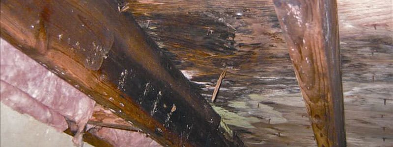 Mold and moisture damage on crawl space floor joists