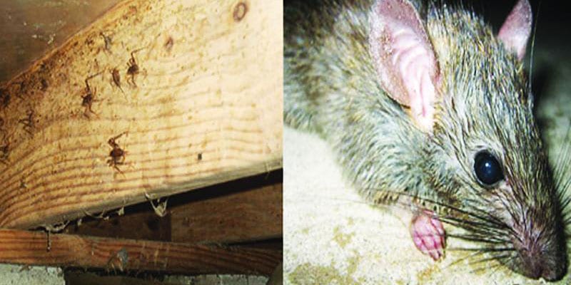 Rodent droppings on a crawl space beam, and a mouse