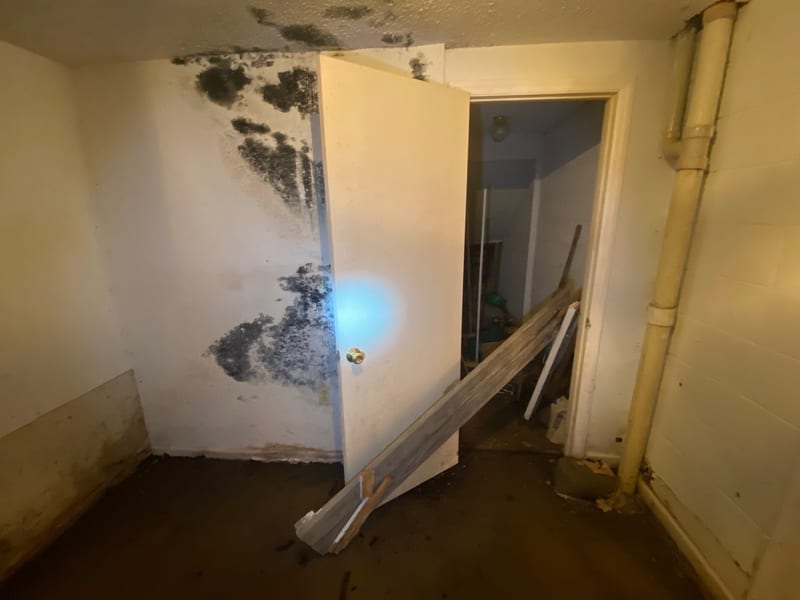 Basement Mold